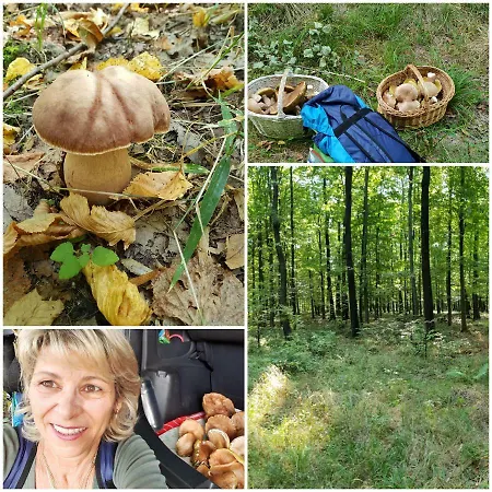 펜션 Levendula Nyaralo *